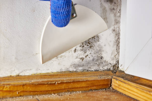 Best Airborne Mold Testing  in Wantagh, NY