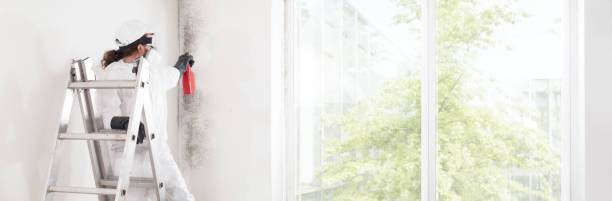 Best Black Mold Removal  in Wantagh, NY
